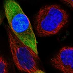 Immunofluorescent staining of human cell line A-431 shows localization to nucleoplasm & cytosol.
