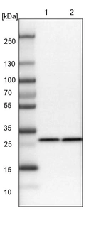 Lane 1: NIH-3T3 cell lysate (Mouse embryonic fibroblast cells)_br/_Lane 2: NBT-II cell lysate (Rat Wistar bladder tumour cells)
