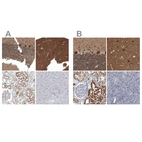 Immunohistochemical staining of human cerebellum, cerebral cortex, kidney and pancreas using Anti-ACOT7 antibody HPA025762 (A) shows similar protein distribution across tissues to independent antibody HPA025735 (B).