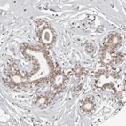 Immunohistochemical staining of human breast shows moderate nuclear positivity in glandular cells.