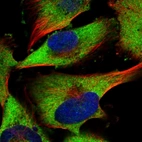 Immunofluorescent staining of human cell line U-251 MG shows localization to cytosol.