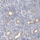 Immunohistochemical staining of human endometrium shows weak cytoplasmic positivity in glandular cells.