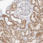 Immunohistochemical staining of human kidney shows moderate granular cytoplasmic positivity in cells in tubules.