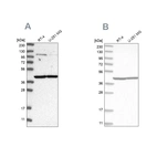 Western blot analysis using Anti-MRPL37 antibody HPA025767 (A) shows similar pattern to independent antibody HPA025826 (B).