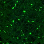 Immunofluorescence staining of mouse midbrain shows neuronal cell bodies in the substantia nigra pars reticulata.