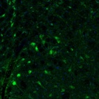 Immunofluorescence staining of mouse medulla shows positivity in the neurons of the facial nucleus.