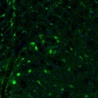 Immunofluorescence staining of mouse medulla shows positivity in the neurons of the facial nucleus.