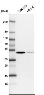 Western blot analysis in mouse cell line NIH-3T3 and rat cell line NBT-II.