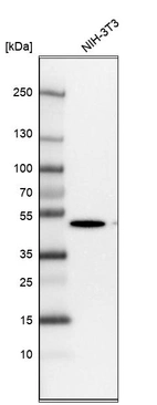 Western blot analysis in mouse cell line NIH-3T3.