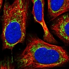 Immunofluorescent staining of human cell line U-2 OS shows localization to mitochondria.