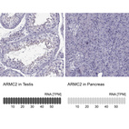 Anti-ARMC2 Antibody