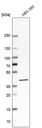 Western blot analysis in human cell line HEK 293.