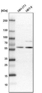 Western blot analysis in mouse cell line NIH-3T3 and rat cell line NBT-II.