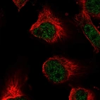Immunofluorescent staining of human cell line U-251 MG shows localization to nucleoplasm.