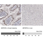 Anti-ZBTB7B Antibody