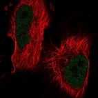 Immunofluorescent staining of human cell line U-251 MG shows localization to nucleoplasm.