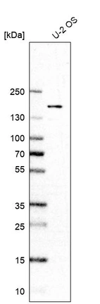 Western blot analysis in human cell line U-2 OS.