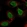 Anti-ZNF496 Antibody