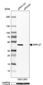 Western blot analysis in Hep-G2 cells transfected with control siRNA, target specific siRNA probe #1, using Anti-MRPL37 antibody. Remaining relative intensity is presented. Loading control: Anti-PPIB.