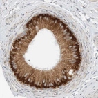 Immunohistochemical staining of human epididymis shows strong cytoplasmic positivity in glandular cells.
