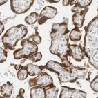Immunohistochemical staining of human placenta shows strong granular cytoplasmic positivity in trophoblastic cells.