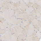 Immunohistochemical staining of human skeletal muscle shows very weak positivity in myocytes as expected.