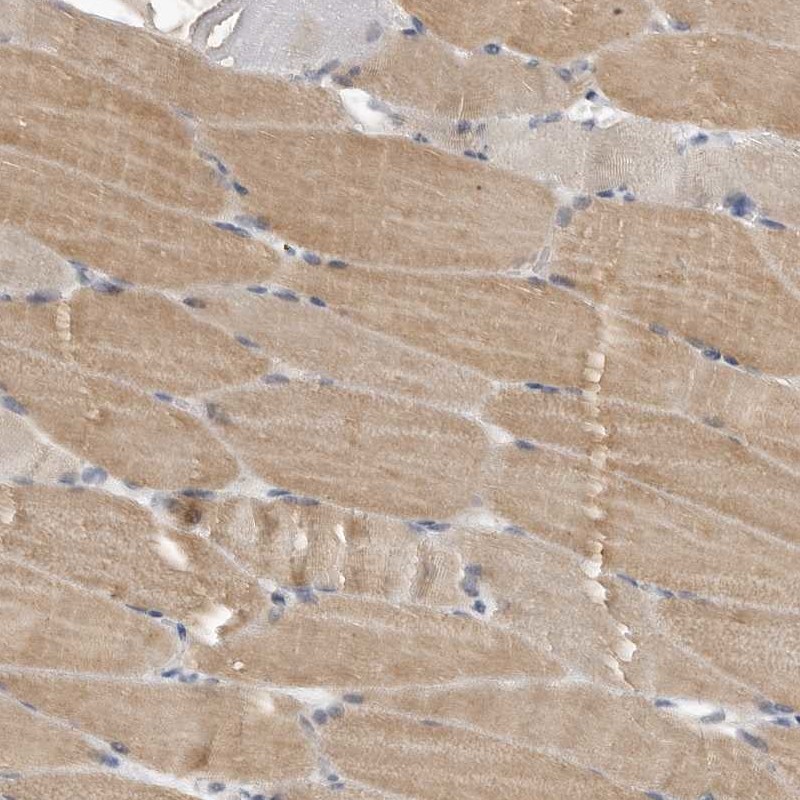 Anti-PLEKHF1 Antibody