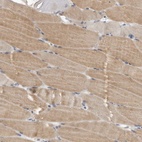 Anti-PLEKHF1 Antibody