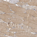 Anti-PLEKHF1 Antibody