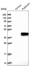 Western blot analysis in control (vector only transfected HEK293T lysate) and PLEKHF1 over-expression lysate (Co-expressed with a C-terminal myc-DDK tag (~3.1 kDa) in mammalian HEK293T cells, LY402983).