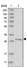 Anti-RSU1 Antibody