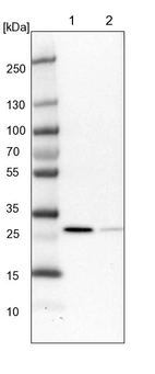 Lane 1: NIH-3T3 cell lysate (Mouse embryonic fibroblast cells)_br/_Lane 2: NBT-II cell lysate (Rat Wistar bladder tumour cells)