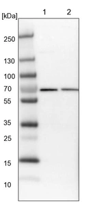 Lane 1: NIH-3T3 cell lysate (Mouse embryonic fibroblast cells)_br/_Lane 2: NBT-II cell lysate (Rat Wistar bladder tumour cells)