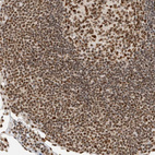 Immunohistochemical staining of human Lymph node shows strong nuclear positivity in germinal center and non-germinal center cells.