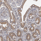 Anti-FH Antibody