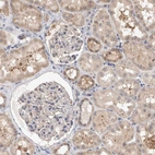 Immunohistochemical staining of human kidney shows weak to moderate granular cytoplasmic positivity in cells in tubules.