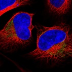 Immunofluorescent staining of human cell line U-2 OS shows localization to mitochondria.