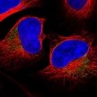 Immunofluorescent staining of human cell line U-2 OS shows localization to mitochondria.