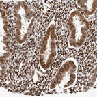 Anti-TCF4 Antibody