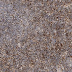 Immunohistochemical staining of human lymph node shows moderate to strong nuclear positivity in non-germinal center cells.