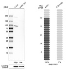 Western blot analysis in human cell lines A-431 and U-251MG using Anti-RAB11FIP1 antibody. Corresponding RAB11FIP1 RNA-seq data are presented for the same cell lines. Loading control: Anti-HSP90B1.