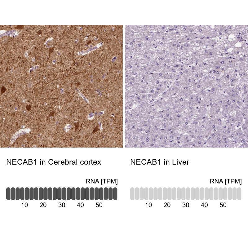 Anti-NECAB1 Antibody
