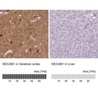 Anti-NECAB1 Antibody