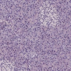 Immunohistochemical staining of human pancreas shows no positivity in exocrine glandular cells as expected.