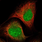 Immunofluorescent staining of human cell line U-2 OS shows localization to nucleoplasm & cytosol.