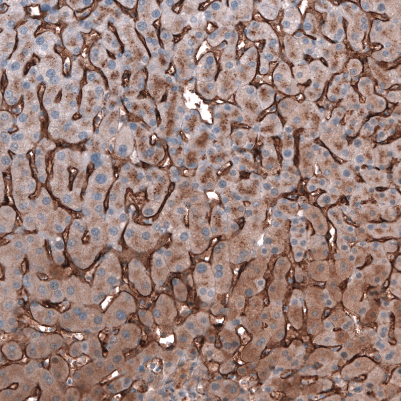Anti-SLC10A5 Antibody