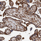 Immunohistochemical staining of human placenta shows strong membranous positivity in trophoblastic cells.