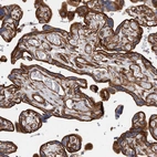Immunohistochemical staining of human placenta shows strong membranous positivity in trophoblastic cells.