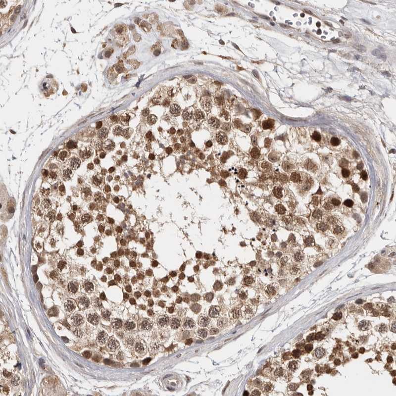 Anti-ZNF83 Antibody