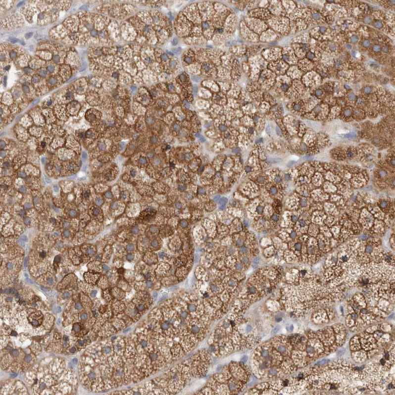 Anti-SYTL5 Antibody